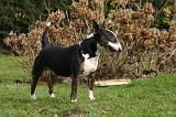 BULL TERRIER MINIATURE 307